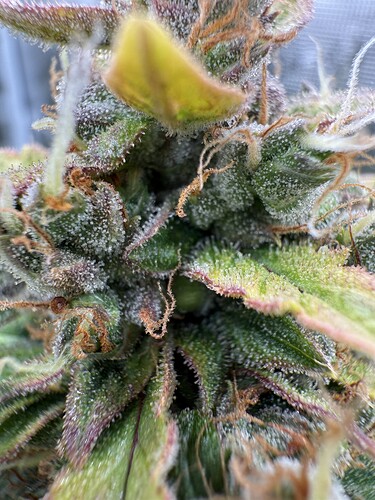 Growreport Bild 21