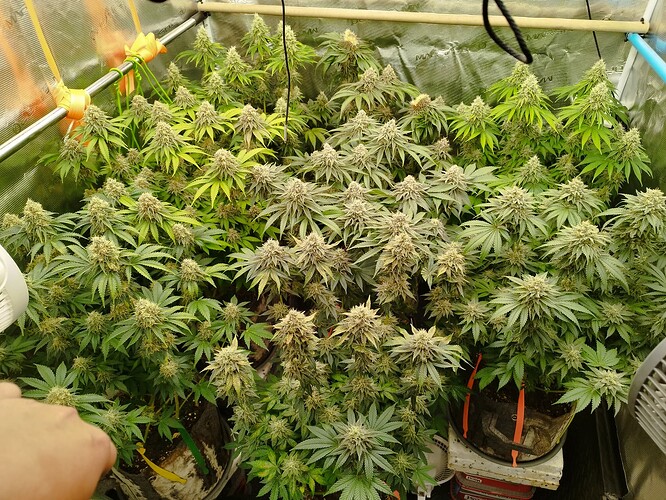 Growreport Bild 1