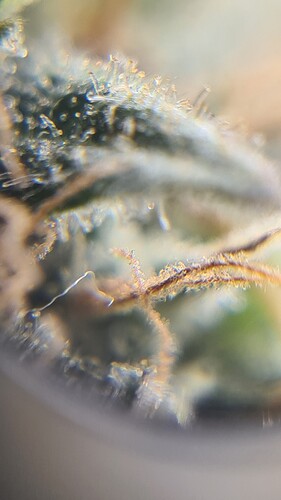 Growreport Bild 29