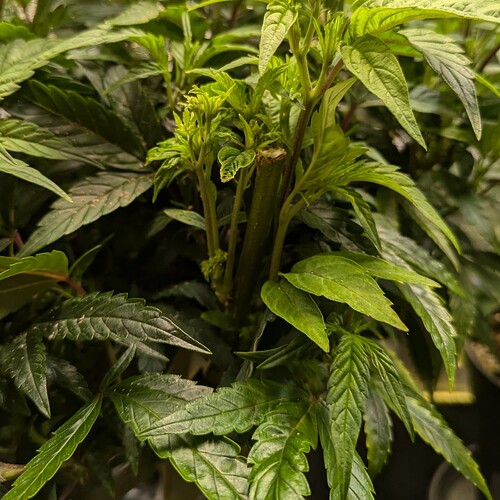 Growreport Bild 12