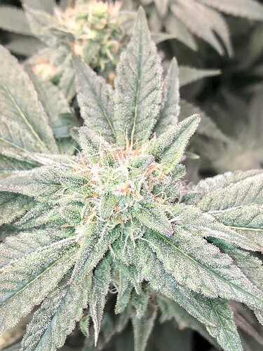Growreport Bild 3