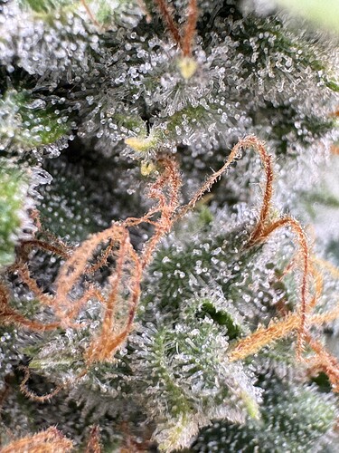 Growreport Bild 7