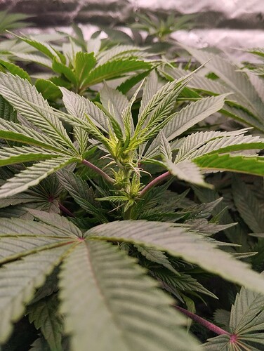 Growreport Bild 3
