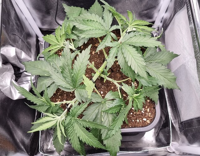 Growreport Bild 1