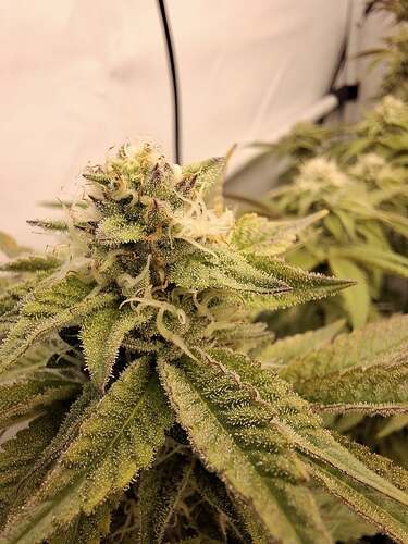 Growreport Bild 9