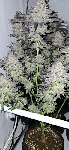Growreport Bild 13