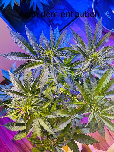 Growreport Bild 15