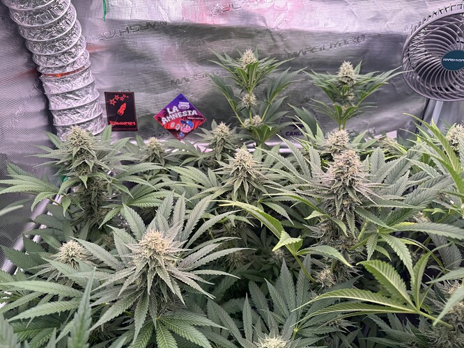 Growreport Bild 36