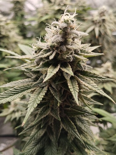 Growreport Bild 9