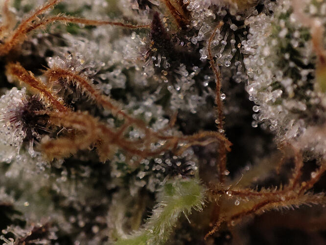 Growreport Bild 50