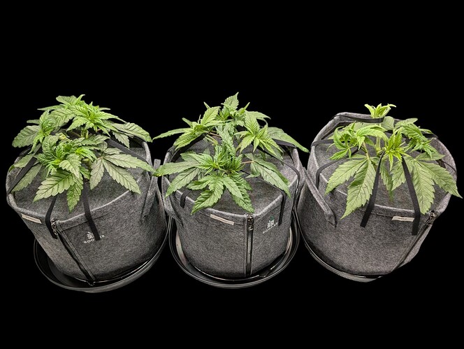 Growreport Bild 5