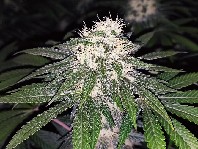 Growreport Bild 7