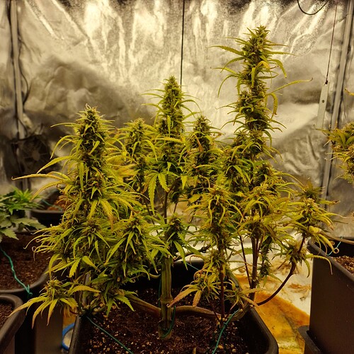 Growreport Bild 4