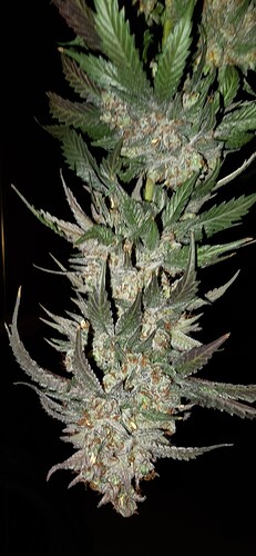 Growreport Bild 50