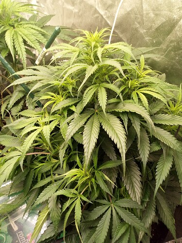 Zwei Cannabis-Pflanzen in einem Growzelt während der Blütephase, eine davon trainiert.