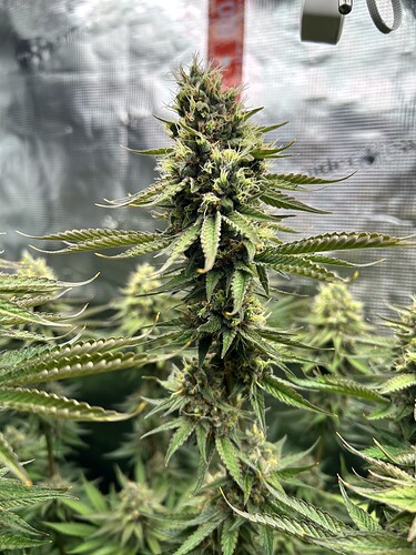 Nahaufnahme einer blühenden Cannabis-Pflanze in einem Grow-Zelt.