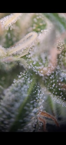 Screenshot_20240612_192520_Gallery