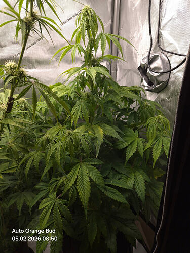 Growreport-Bild
