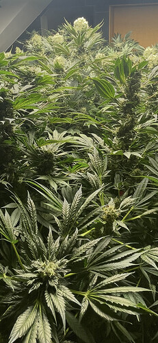 Growreport Bild 11