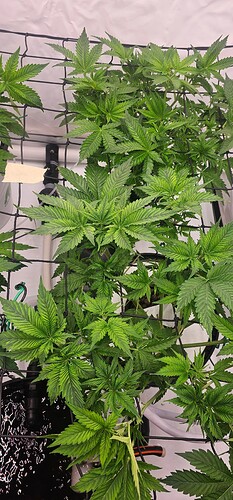 Growreport Bild 3