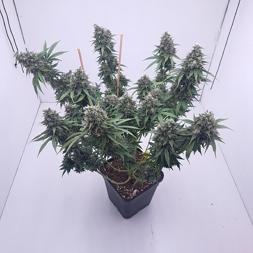 Growreport Bild 1