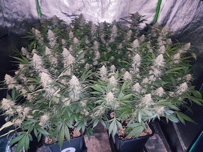 Growreport Bild 19