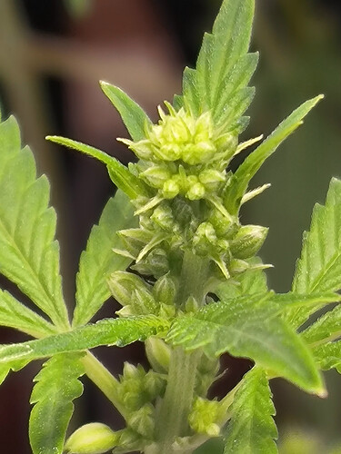 Growreport Bild 8