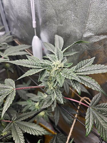 Growreport Bild 5