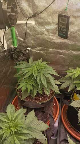 Purple_Queen_BT2