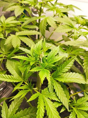 Growreport Bild 13