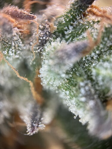 Growreport Bild 35