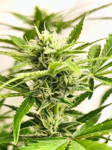 Growreport Bild 5