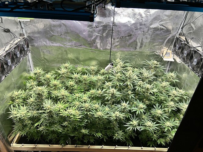 Eine Growbox mit vielen blühenden Cannabispflanzen, die unter LED-Lampen wachsen. Mehrere Ventilatoren sind an den Wänden montiert.