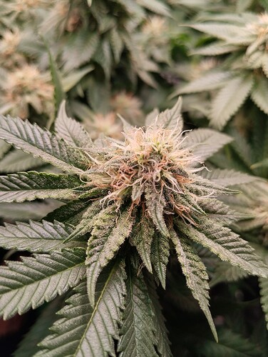 IMG_20250214_204651 - Kopie