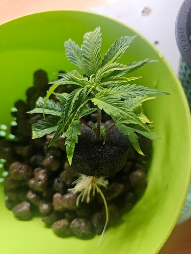 Growreport Bild 38