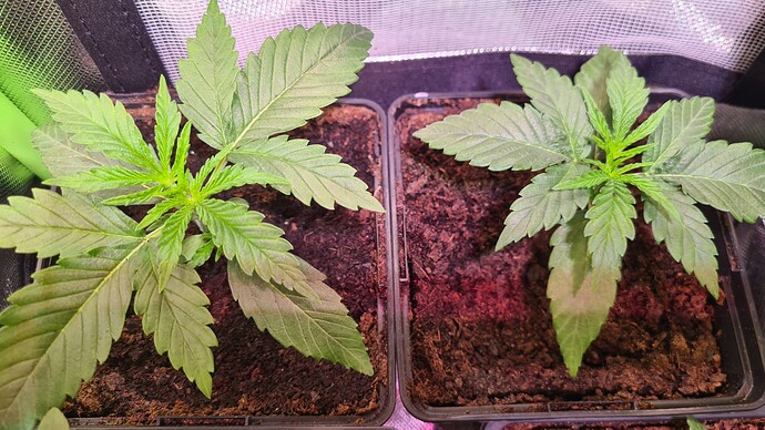 Growreport Bild 4