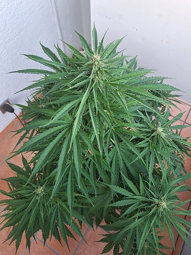 Growreport Bild 6