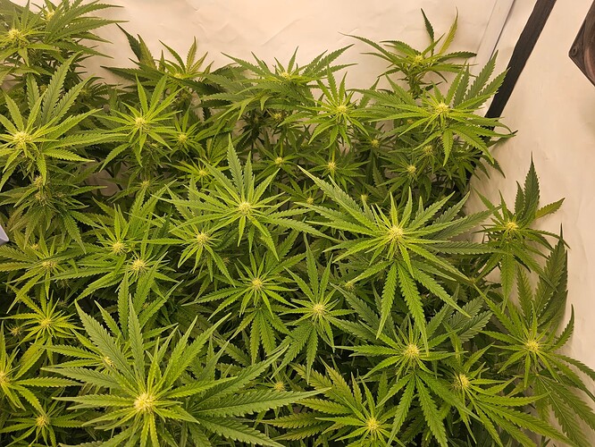 Growreport Bild 28