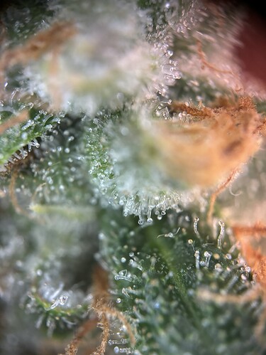 Growreport Bild 86