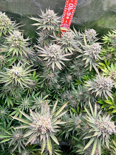 Nahaufnahme einer blühenden Cannabispflanze mit violetten Farbtönen und einem Messstab im Hintergrund.