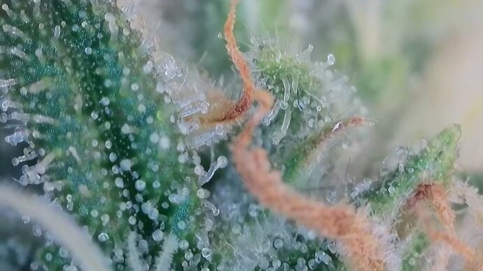 Growreport Bild 29