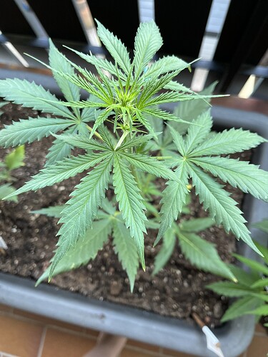 Growreport Bild 7