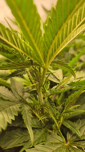 Growreport Bild 4