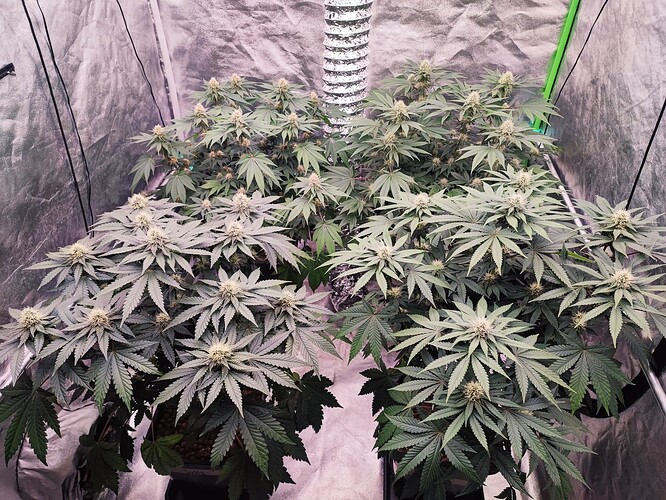 Growreport Bild 7