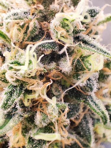 Growreport Bild 28