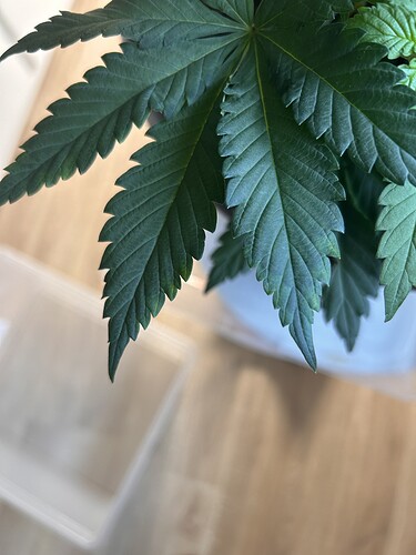 Growreport Bild 26