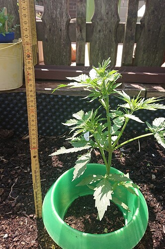 Growreport Bild 1
