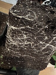 Growreport Bild 11