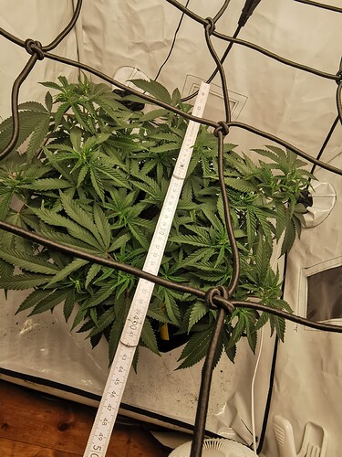 Growreport Bild 7