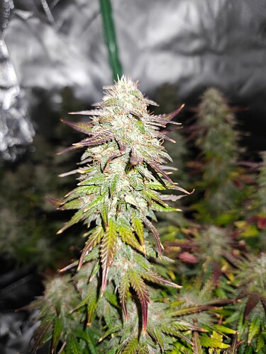 Growreport Bild 16